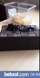 Epicki pojedynek chrząszczy