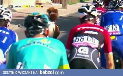 Malutki kucyk biegnie w peletonie :) 