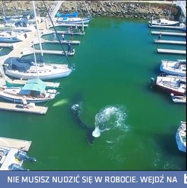 Ogromny humbak wpływa do mariny