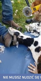 Dobry człowiek pomaga owcy w cierpieniu ucinając wbijające