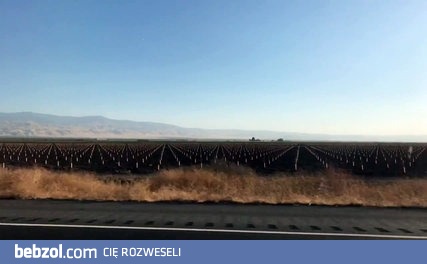 Hipnotyzujące pole drewnianych palików