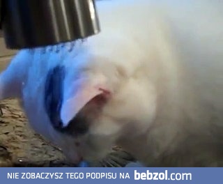 Kot, który pije wodę z kranu, a potem wyciera twarz ręcznikiem