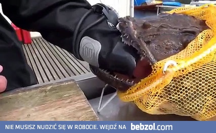 Rosjanin kontra ryba z piekeł