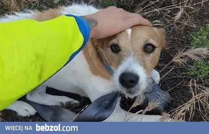 Motocykliści ratują psa, który znalazł się po środku niczego