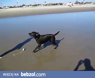 Pies tryskający wodą z tyłka podczas szczekania