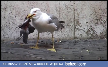 Mewa połyka gołębia 