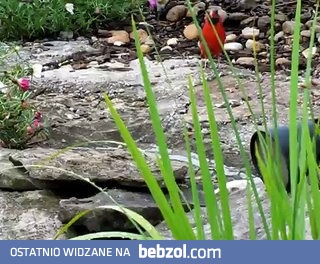 Kardynał szkarłatny karmi złote rybki w oczku wodnym