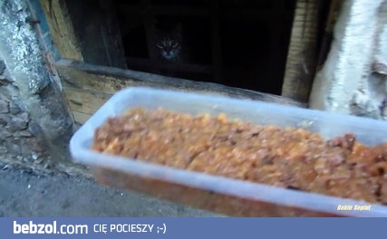 Pomaganie dzikiemu małemu kotku uwolnić zaklinowaną łapkę