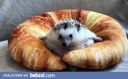 Jeżyk utknął w rogalu