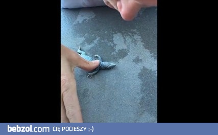 Reanimacja jaszczurki 