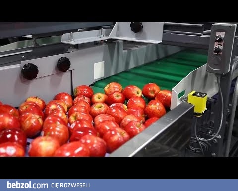Linia do sortowania jabłek