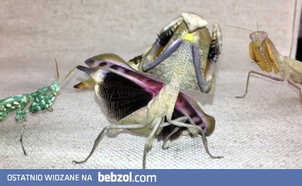 Piękna i wkurzona modliszka liść