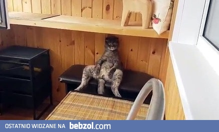 Kot medytujący w rzadko spotykany sposób