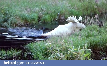 Łoś albinos biorący kąpiel