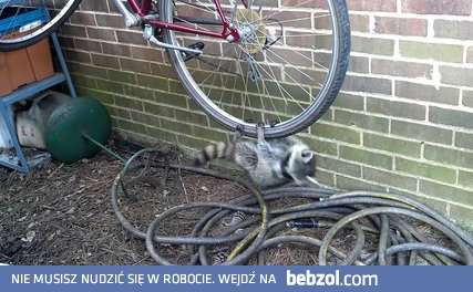 Szopy pracze zrobiły sobie zabawkę z koła rowerowego