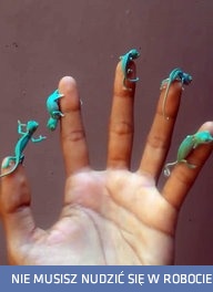 Gromadka pięknych, młodziutkich kameleonów