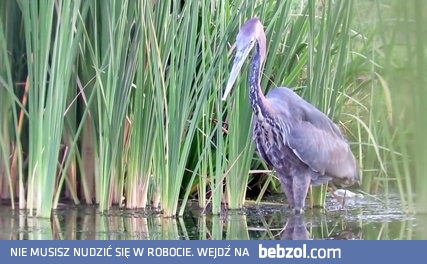 Czapla olbrzymia wpierdziela w całości upolowanego suma