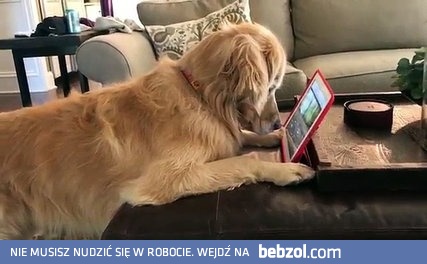 gapi się w tablet i nie reaguje na otoczenie