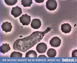 Komórka krwi ściga bakterię