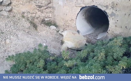 Dostrzegł rannego żółwia 