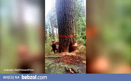 Jak niebezpieczna jest praca pilarza 