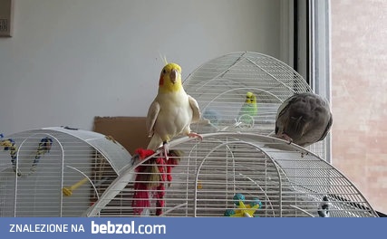 Nimfa śpiewa kawałek intro z Gry o Tron