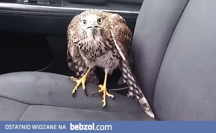 Jastrząb schował się w taksówce przed Huraganem Harvey