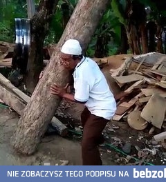 Azjatycka moc dźwigania konarów