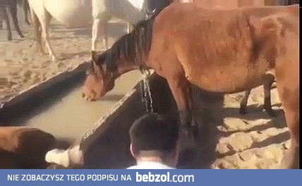 Konik pije sobie wodę, ale napić się coś nie może