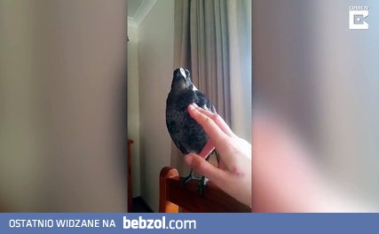 Dzierzbowron wychowany razem z kurami pieje i gdacze jak kogut