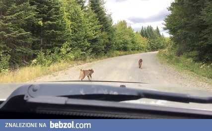 Wymiana zdań pomiędzy dwoma rysiami na drodze