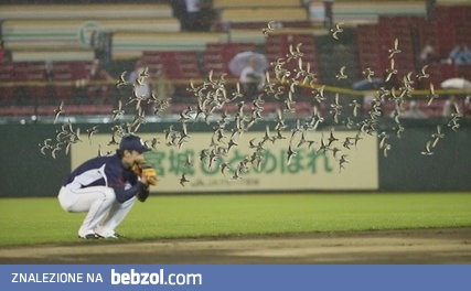 Jaskółki poziom Azja: Stado ptaków przejęło stadion 