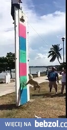 Przed tym psem nie ma ucieczki