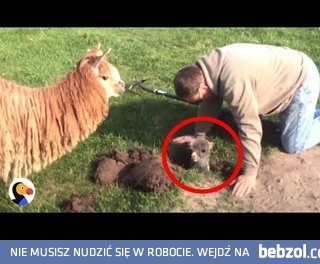 Ratowanie małej Alpaki, która jakimś cudem