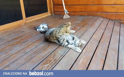 Przymusowa kąpiel małego kota