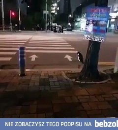 Kot czekający grzecznie na zielone światło