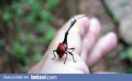 żYRAFKA MADAGASKARSKA, słodziutki owadzik 