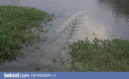 Atak bassa wielkogębowego