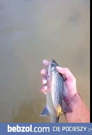 Wędkarz wypuszcza rybę, ta wraca i....