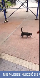 Google pastwią się nad bezbronnym kotem