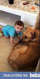 Zdenerwowany pies gryzie dziecko