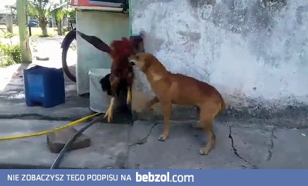 Kogut pokazuje kto tu rządzi na rewirze