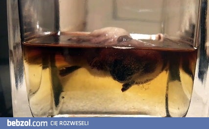 Kwas żołądkowy kontra mysz 