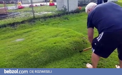 Spuchnięta trawa niczym materac wodny