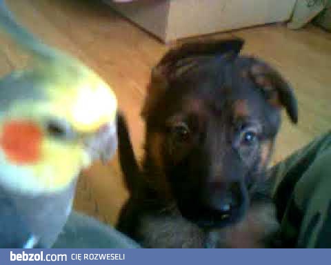 NAJSMIESZNIEJSZE ZWIERZETA SWIATA 2018