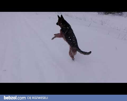 OWCZAREK BAWI SIE W SNIEGU