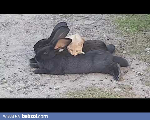 masaż klasyczny w wykonaniu kota :D 