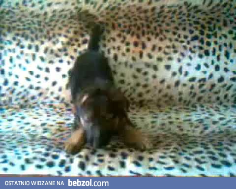 To mi wygląda na samobójczą misję...