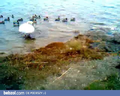 Z łabędzi będzie Kebab - Gyros