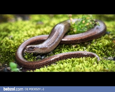 To się buja po lasach